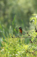 06-6845 Kingfisher (Alcedo atthis) in Habitat of Willow Trees